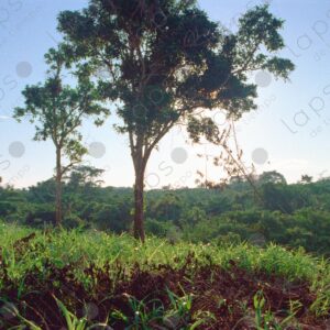 Outdoor jungle landscape 2