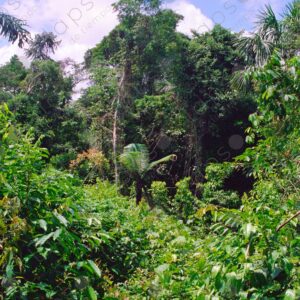 Outer jungle 1
