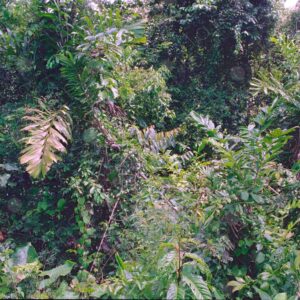 Outer jungle 2