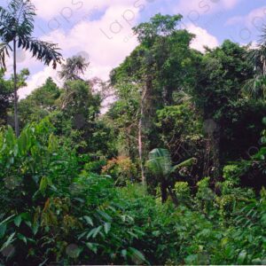 Outer jungle 4