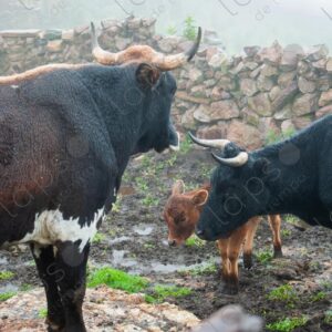 Oxen and Cows Behind Stone Fence 1
