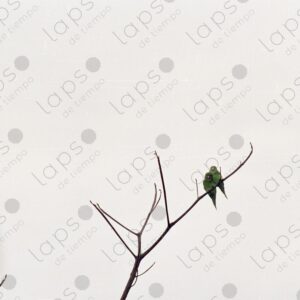 Pair of parakeets 2