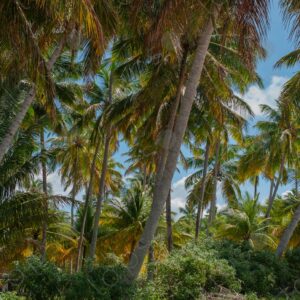 Palm tree forest