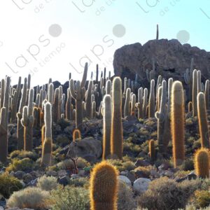 Panoramic View of Giant Cactus Forest at Isla Incahuasi 1