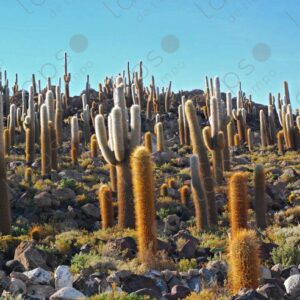 Panoramic View of Giant Cactus Forest at Isla Incahuasi 2