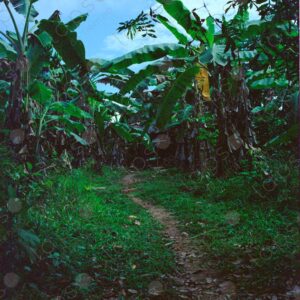 Path between banana trees