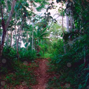 Path in the jungle
