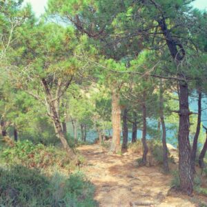 Path through the forest Cala de l Ametller Sant Feliu de Guíxols 1