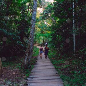 Paths through the jungle