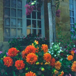 Pavillon Vendôme in Aix-en-Provence, garden flowers 1