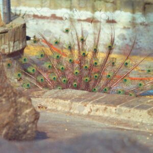 Peacock feathers Zoo Barcelona 1