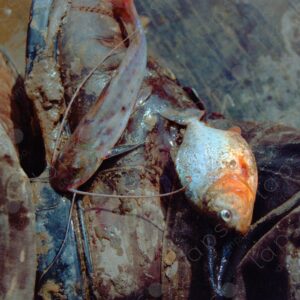 Piranha in Bototo