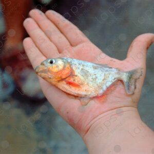 Piranha in the palm of a hand