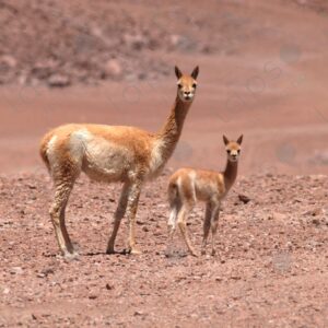Portrait of Alpaca Mother and Cria