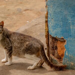 Pregnant cat looking at the camera 1