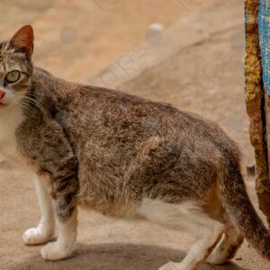 Pregnant cat looking at the camera 2