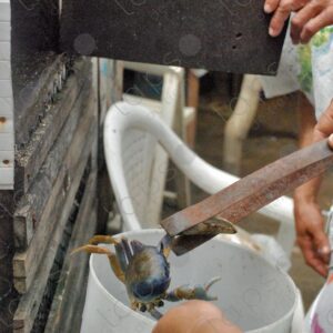 Putting the crabs in a bucket