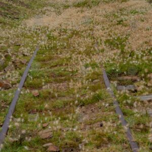 Railroad Lines Lost Among the Grass 2