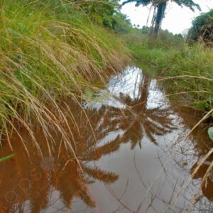 Red stream between grass palm tree in the background 1
