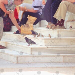 Retiro Park, birds fed by people 1
