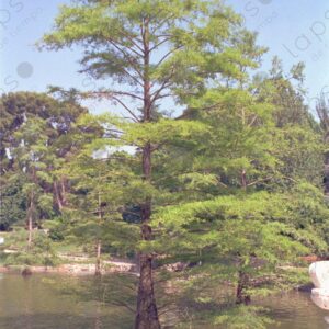 Retiro Park, tree in the lagoon, Madrid