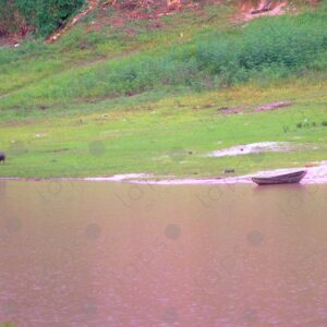 River bank, boat and pig