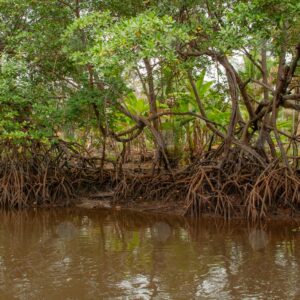 Riverbank with mangroves