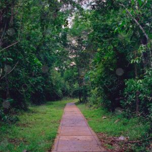 Road to the jungle