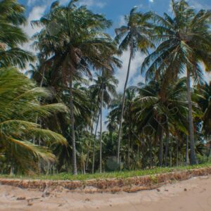 Sand and palm tree forest 1