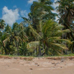 Sand and palm tree forest