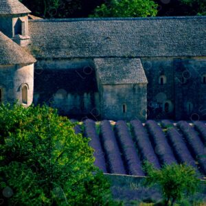 Sénanque Abbey Lavender Garden