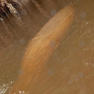 Silhouette of a manatee in the river 1