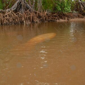 Silhouette of a manatee in the river 2