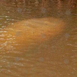 Silhouette of a manatee in the river closer 1