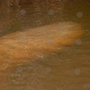 Silhouette of a manatee in the river closer 2