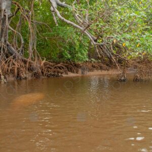 Silhouette of a manatee in the river with mangroves 1