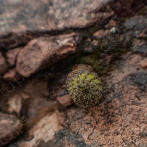 Small Cactus