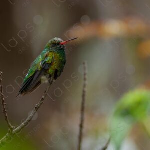 Hummingbird