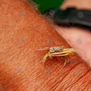 Small crab on a man's forearm