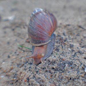 Snail on the sand
