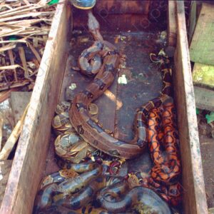 Snakes in a box