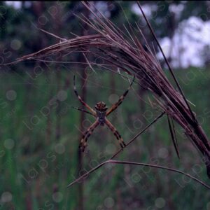 Spider 1
