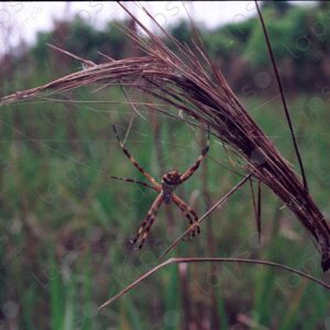 Spider 2