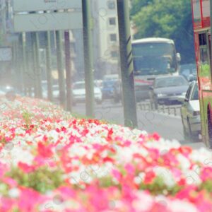 Streets with flowers, Madrid