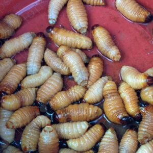 Suris, edible larvae