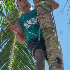 Telephoto shot of a man at the top of a palm tree 3