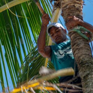 Telephoto shot of a man at the top of a palm tree 4