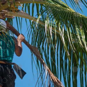 Telephoto shot of a man at the top of a palm tree 5