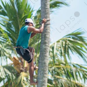 Telephoto shot of a man climbing a palm tree trunk 2