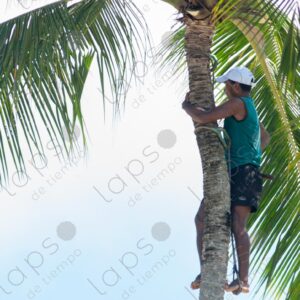 Telephoto shot of a man gripping the trunk of a palm tree